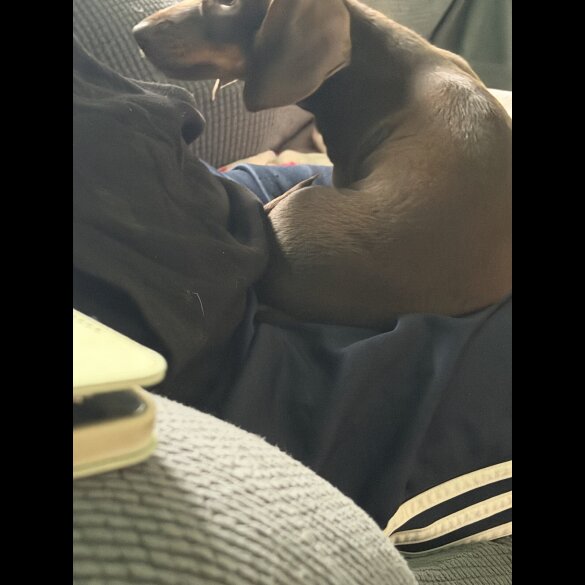 Dachshund (Miniature Smooth Haired)