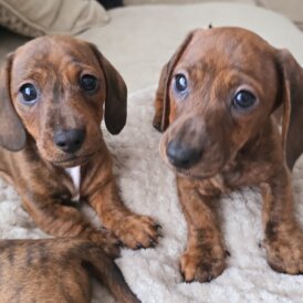 Dachshund (Miniature Smooth Haired)