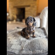 Dachshund (Miniature Smooth Haired) - Both