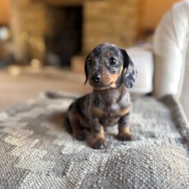 Dachshund (Miniature Smooth Haired) - Both