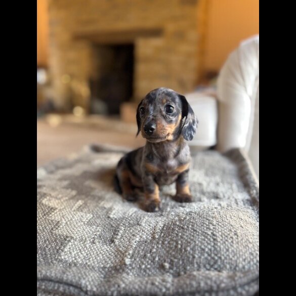 Dachshund (Miniature Smooth Haired) - Both