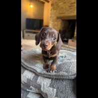Dachshund (Miniature Smooth Haired) - Both