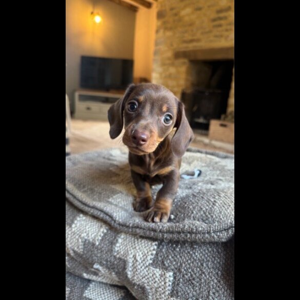 Dachshund (Miniature Smooth Haired) - Both