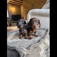 Dachshund (Miniature Smooth Haired) - Both