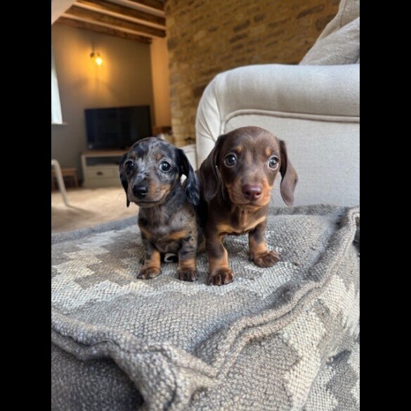 Dachshund (Miniature Smooth Haired) - Both