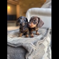 Dachshund (Miniature Smooth Haired) - Both