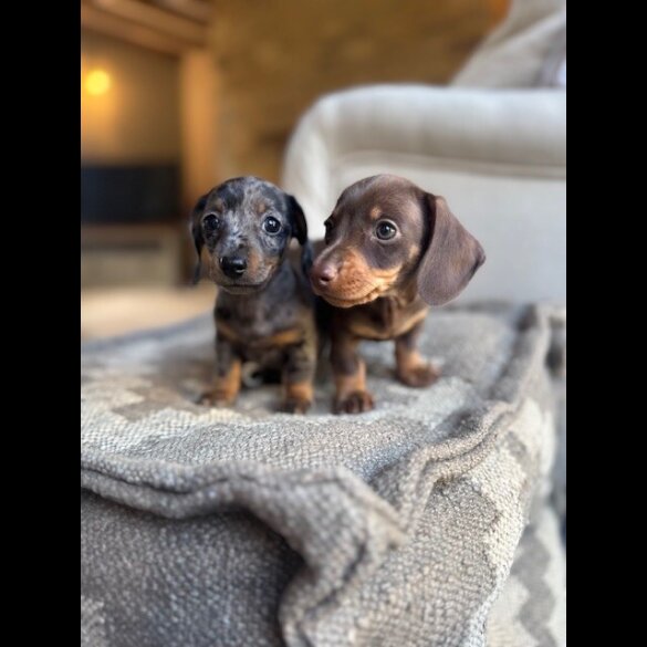 Dachshund (Miniature Smooth Haired) - Both