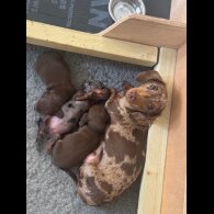 Dachshund (Miniature Smooth Haired) - Both