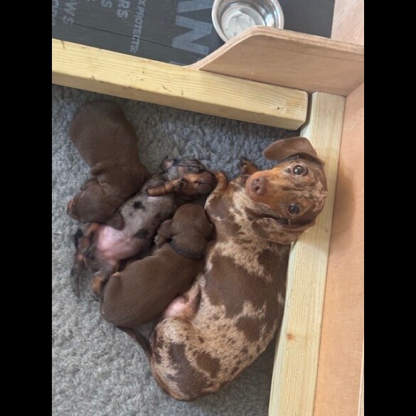 Dachshund (Miniature Smooth Haired) - Both