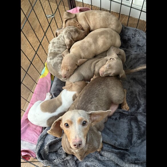 Dachshund (Miniature Smooth Haired)