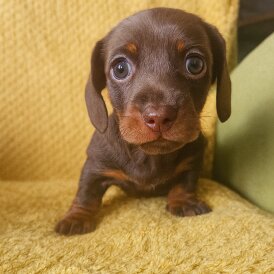 Dachshund (Miniature Smooth Haired)