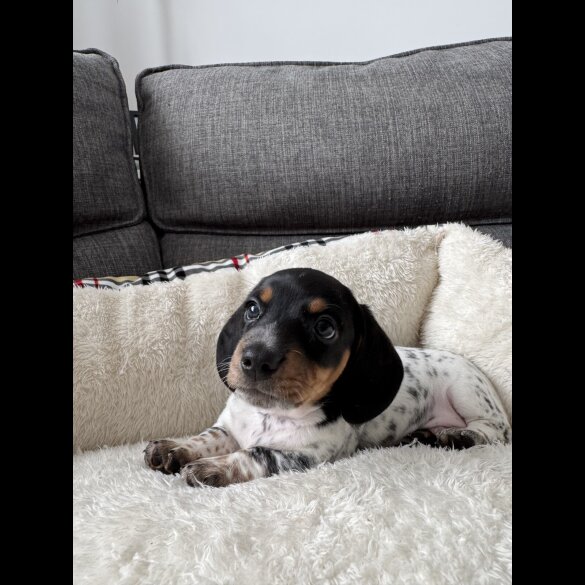 Dachshund (Miniature Smooth Haired)