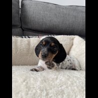 Dachshund (Miniature Smooth Haired)