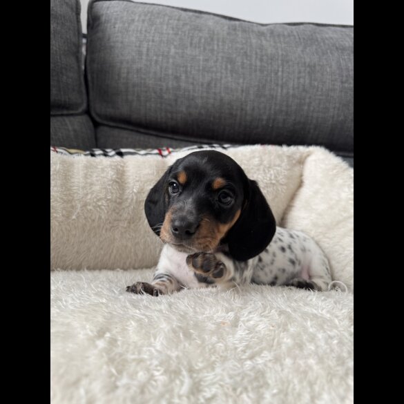 Dachshund (Miniature Smooth Haired)