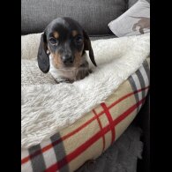 Dachshund (Miniature Smooth Haired)
