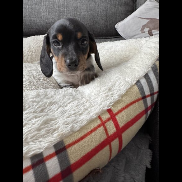 Dachshund (Miniature Smooth Haired)