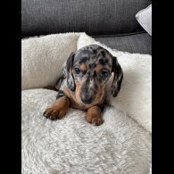 Dachshund (Miniature Smooth Haired)