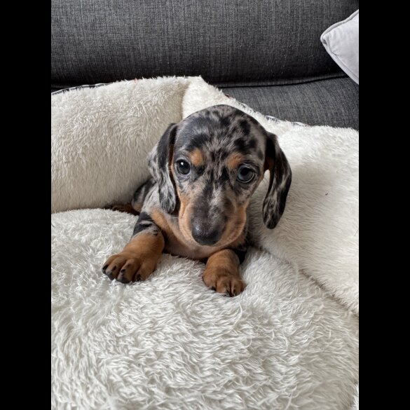 Dachshund (Miniature Smooth Haired)