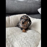 Dachshund (Miniature Smooth Haired)