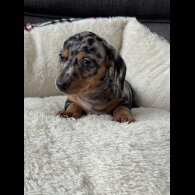 Dachshund (Miniature Smooth Haired)