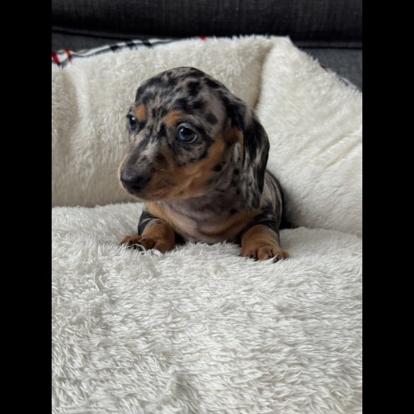 Dachshund (Miniature Smooth Haired)
