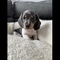 Dachshund (Miniature Smooth Haired)