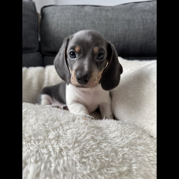 Dachshund (Miniature Smooth Haired)