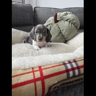 Dachshund (Miniature Smooth Haired)