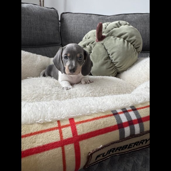 Dachshund (Miniature Smooth Haired)