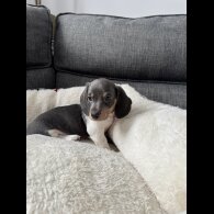 Dachshund (Miniature Smooth Haired)