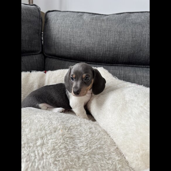 Dachshund (Miniature Smooth Haired)