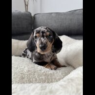 Dachshund (Miniature Smooth Haired)