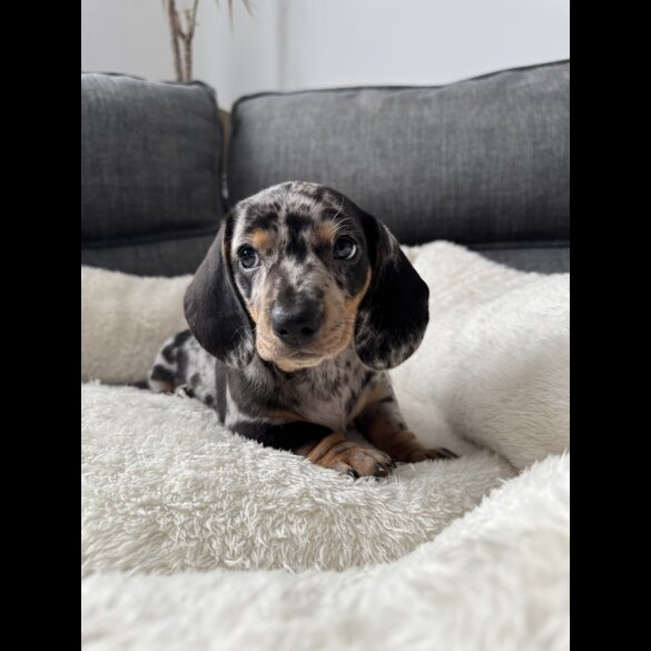 Dachshund (Miniature Smooth Haired)