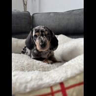 Dachshund (Miniature Smooth Haired)