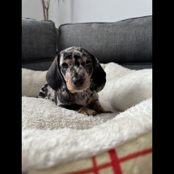 Dachshund (Miniature Smooth Haired)