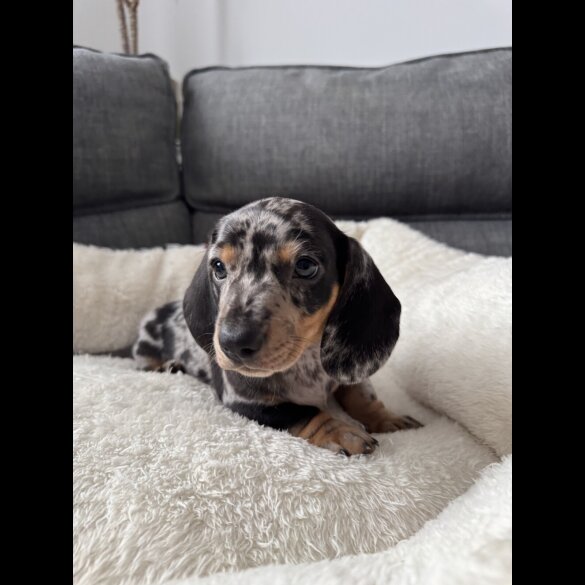 Dachshund (Miniature Smooth Haired)