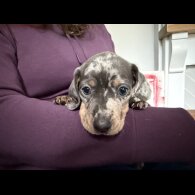 Dachshund (Miniature Smooth Haired)