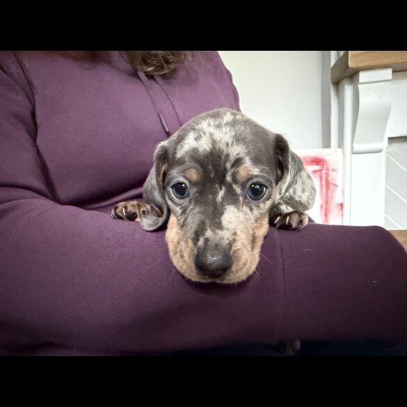 Dachshund (Miniature Smooth Haired)