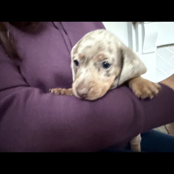 Dachshund (Miniature Smooth Haired)