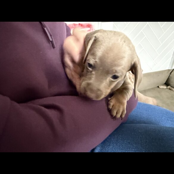 Dachshund (Miniature Smooth Haired)