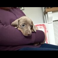 Dachshund (Miniature Smooth Haired)