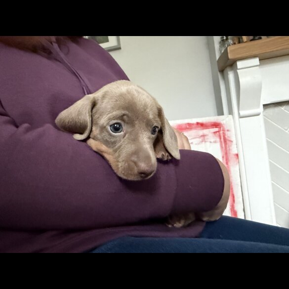 Dachshund (Miniature Smooth Haired)