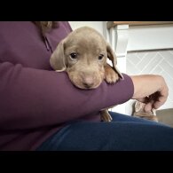Dachshund (Miniature Smooth Haired)