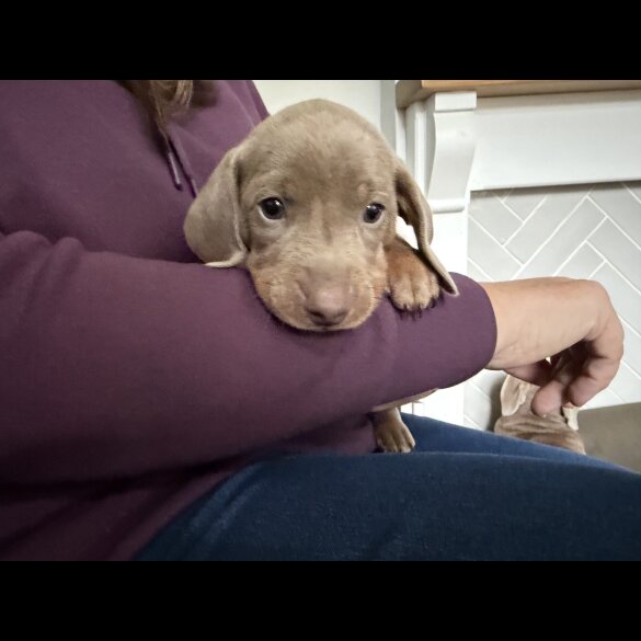 Dachshund (Miniature Smooth Haired)