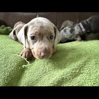 Dachshund (Miniature Smooth Haired)