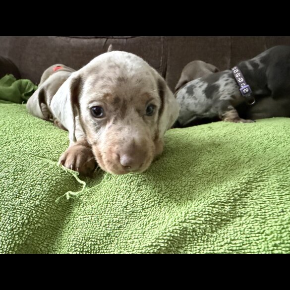 Dachshund (Miniature Smooth Haired)