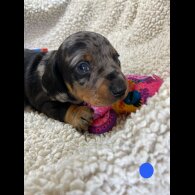 Dachshund (Miniature Smooth Haired)