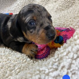 Dachshund (Miniature Smooth Haired)