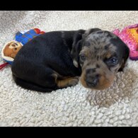 Dachshund (Miniature Smooth Haired)