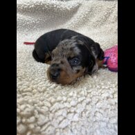 Dachshund (Miniature Smooth Haired)